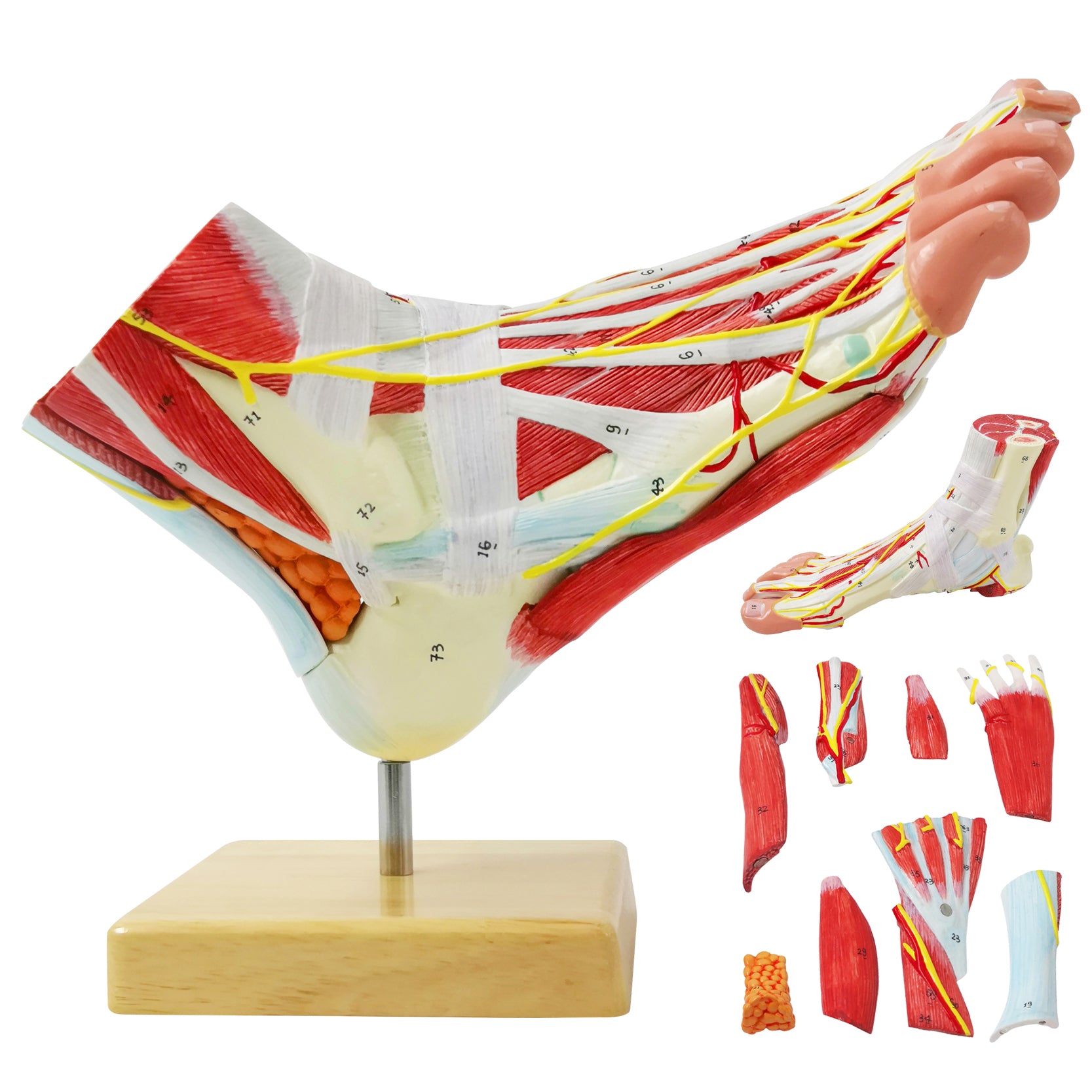 Evotech Scientific Life Size Numbered Foot Anatomical Skeleton Model with Bones Muscles Ligaments Nerves and Blood Vessels