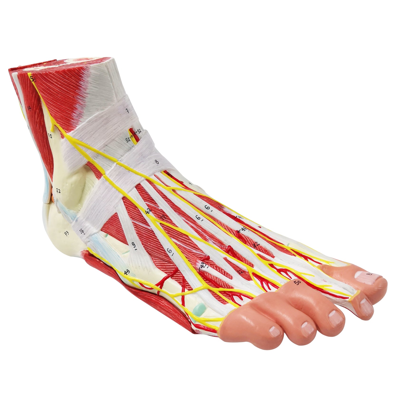 Evotech Scientific Life Size Numbered Foot Anatomical Skeleton Model with Bones Muscles Ligaments Nerves and Blood Vessels