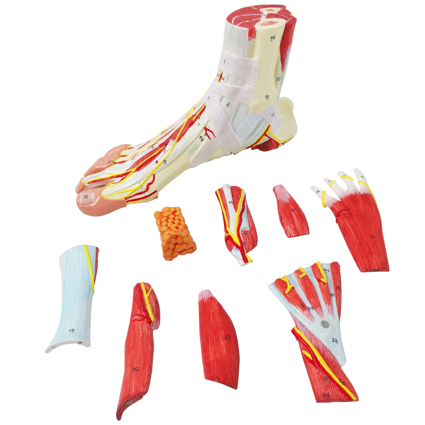 Evotech Scientific Life Size Numbered Foot Anatomical Skeleton Model with Bones Muscles Ligaments Nerves and Blood Vessels