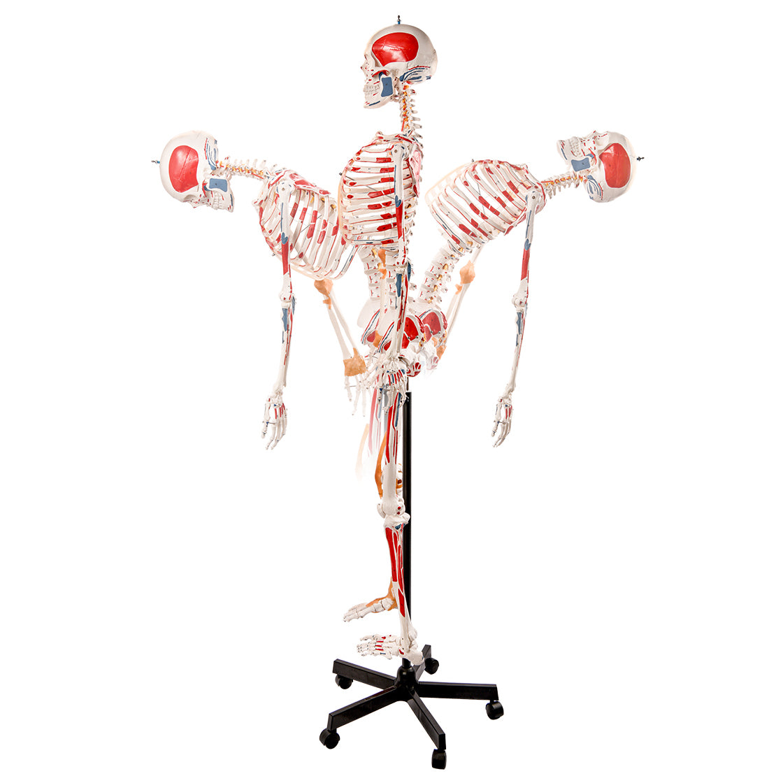 Evotech Scientific Flexible Painted and Numbered Life-Size Skeleton Anatomical Model with Flexible Spine, Muscle Insertion and Origin Points