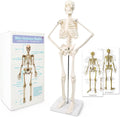 Evotech Scientific Mini Human Skeleton Model for Anatomy with Movable Arms and Legs
