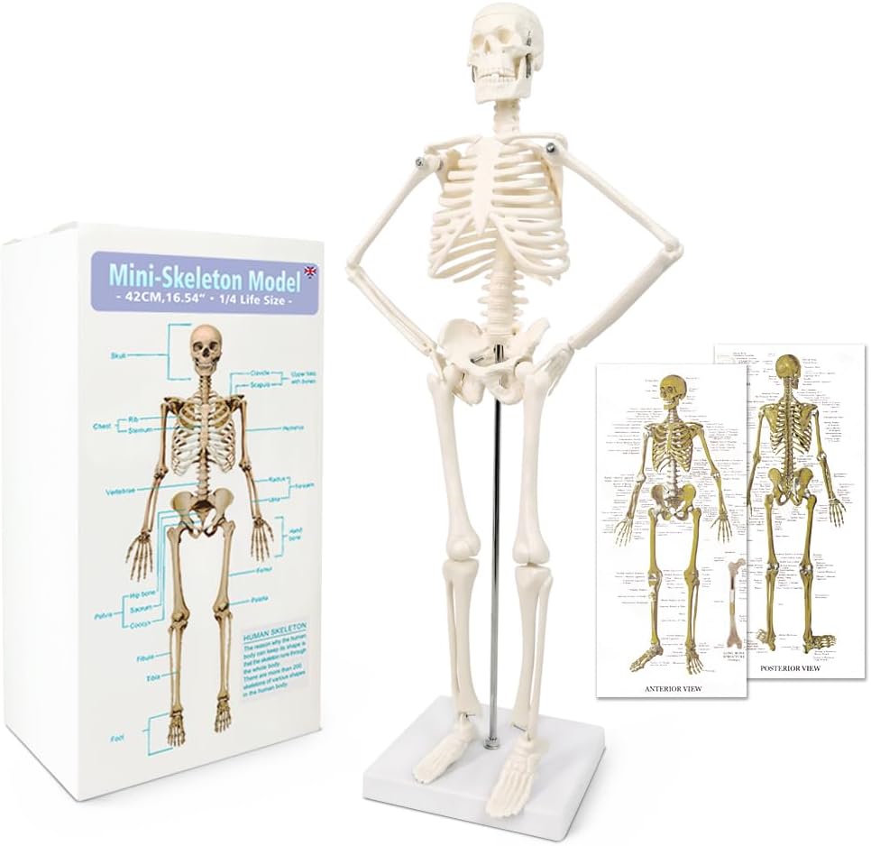 Evotech Scientific Mini Human Skeleton Model for Anatomy with Movable Arms and Legs