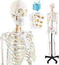 Medical Anatomical Human Skeleton Model with Nervous System 70.8 in Life Size with Rolling Stand