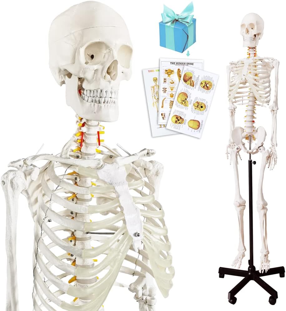 Medical Anatomical Human Skeleton Model with Nervous System 70.8 in Life Size with Rolling Stand