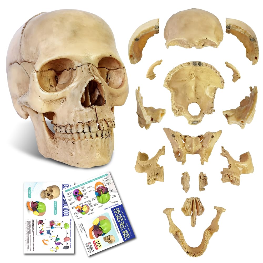 Evotech Scientific Didactic Human Skull Model Palm-Sized Skull Model 15 Piece Anatomical