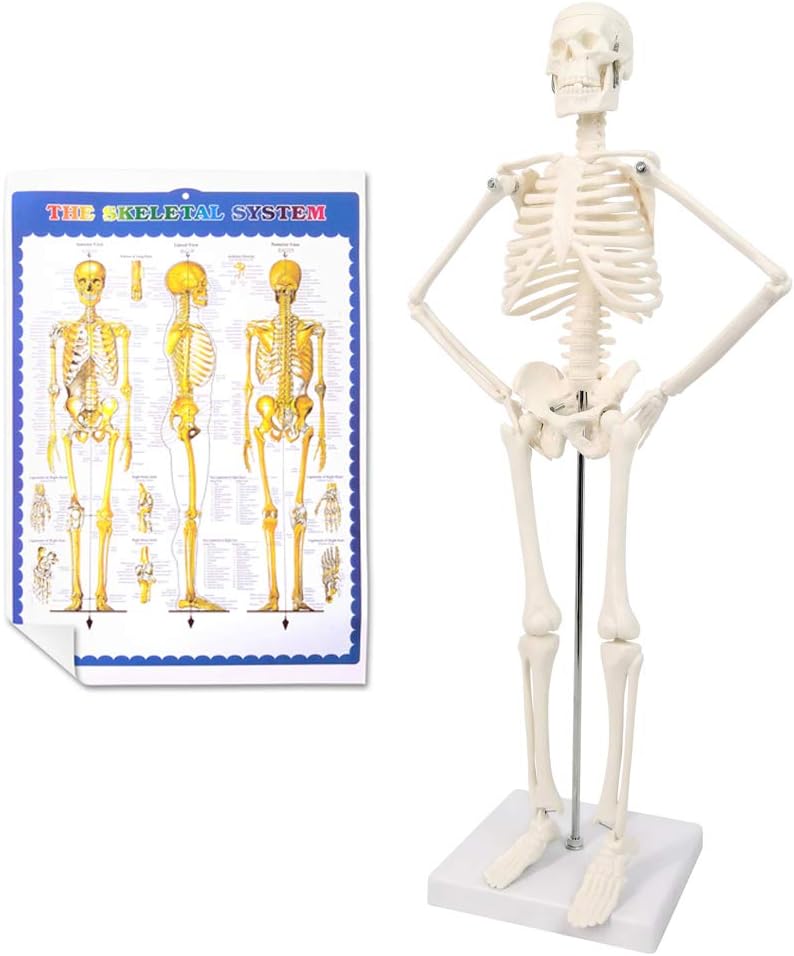 Evotech Scientific Mini Human Skeleton Model for Anatomy with Movable Arms and Legs