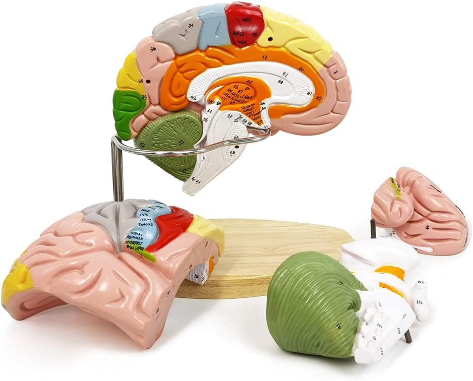 Evotech Scientific Deluxe Human Brain Model for Neuroscience 1.5 Times Life-Size 4-Part Brain with Manual