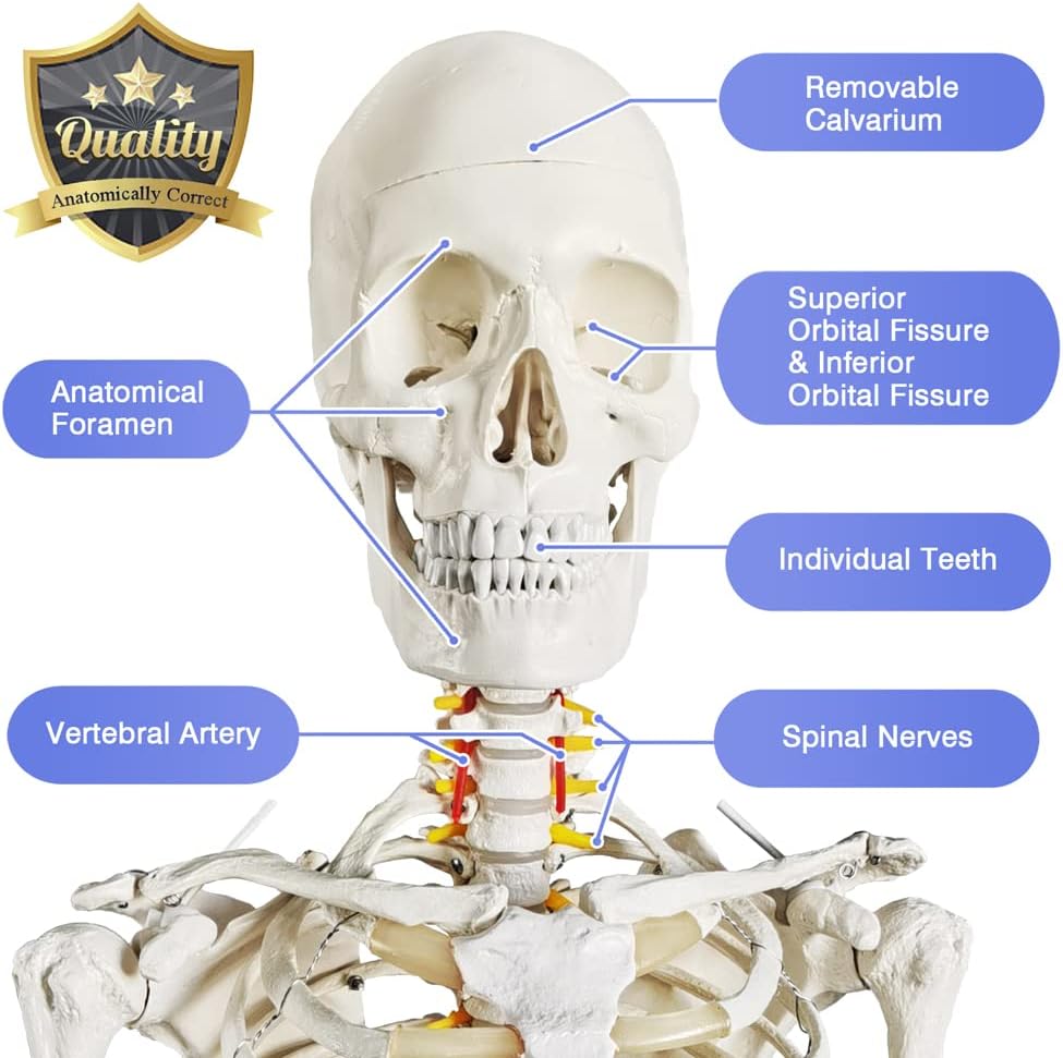 Medical Anatomical Human Skeleton Model with Nervous System 70.8 in Life Size with Rolling Stand