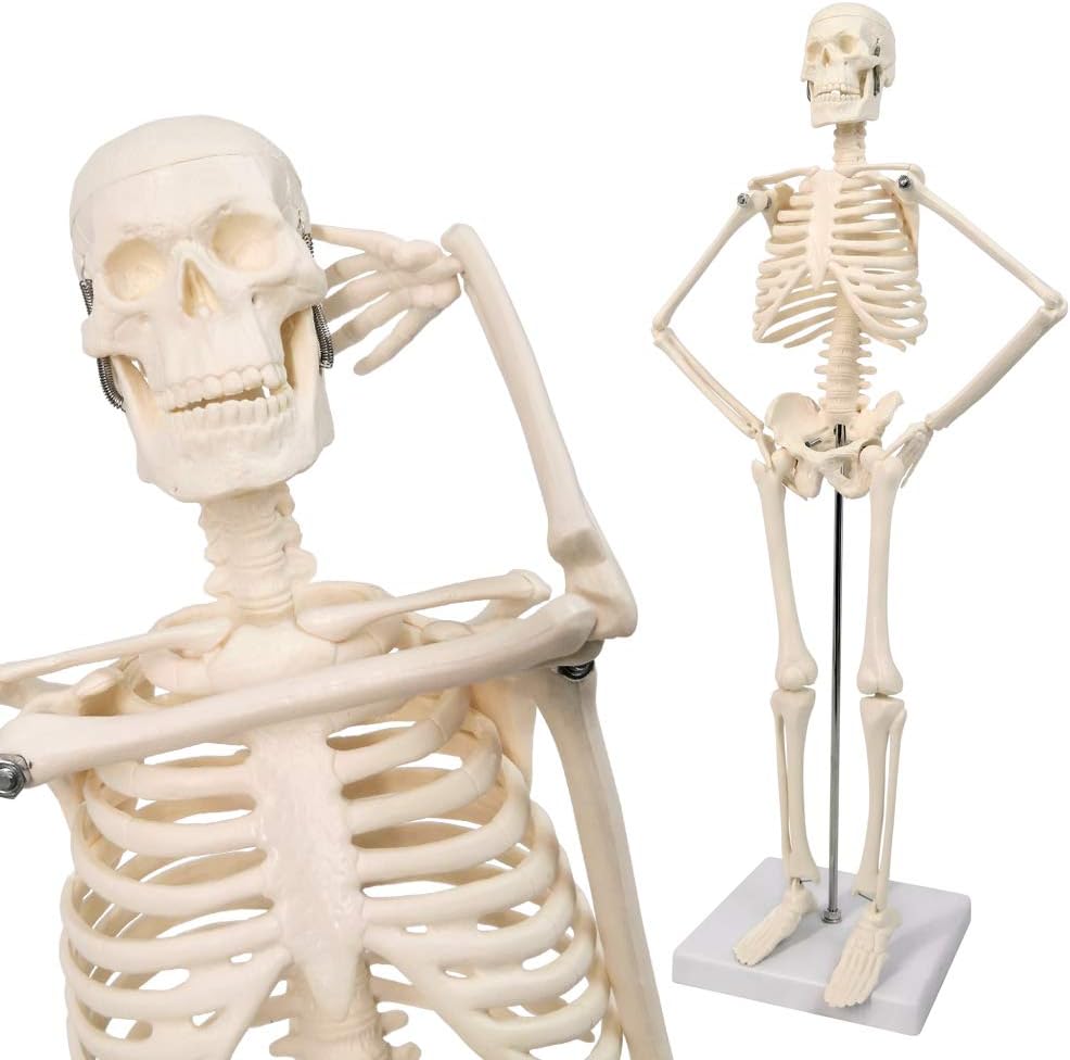 Evotech Scientific Mini Human Skeleton Model for Anatomy with Movable Arms and Legs