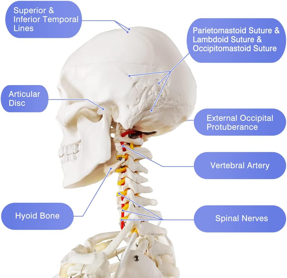 Medical Anatomical Human Skeleton Model with Nervous System 70.8 in Life Size with Rolling Stand