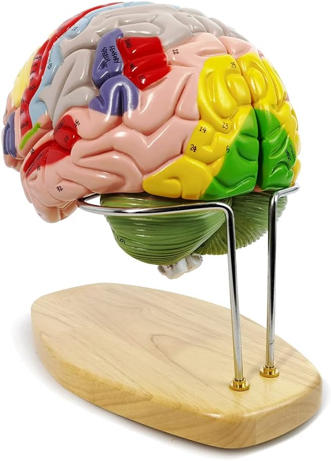 Evotech Scientific Deluxe Human Brain Model for Neuroscience 1.5 Times Life-Size 4-Part Brain with Manual