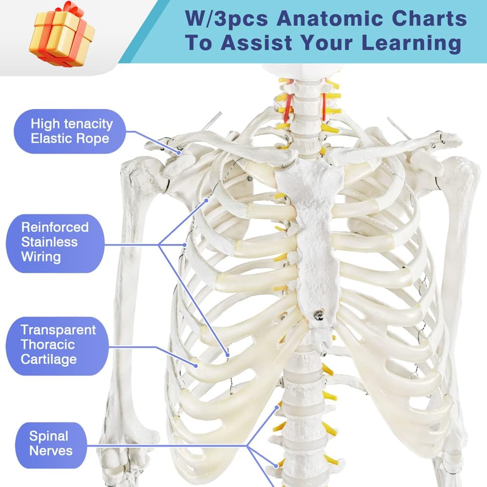 Medical Anatomical Human Skeleton Model with Nervous System 70.8 in Life Size with Rolling Stand