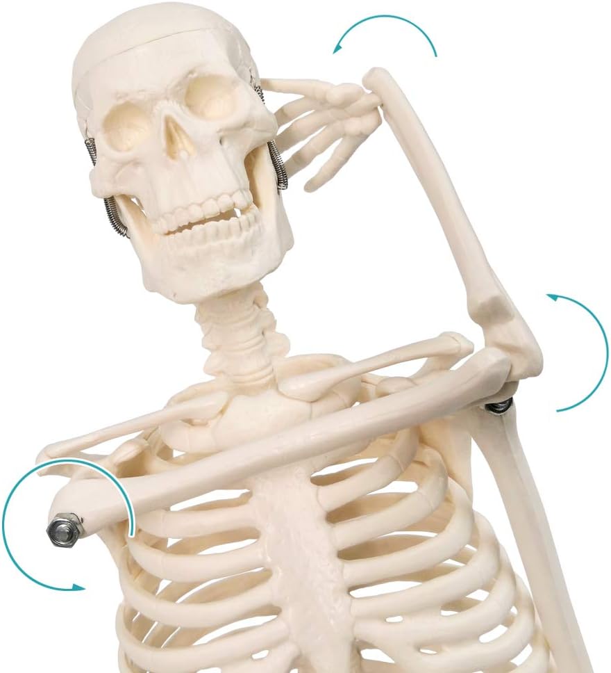 Evotech Scientific Mini Human Skeleton Model for Anatomy with Movable Arms and Legs