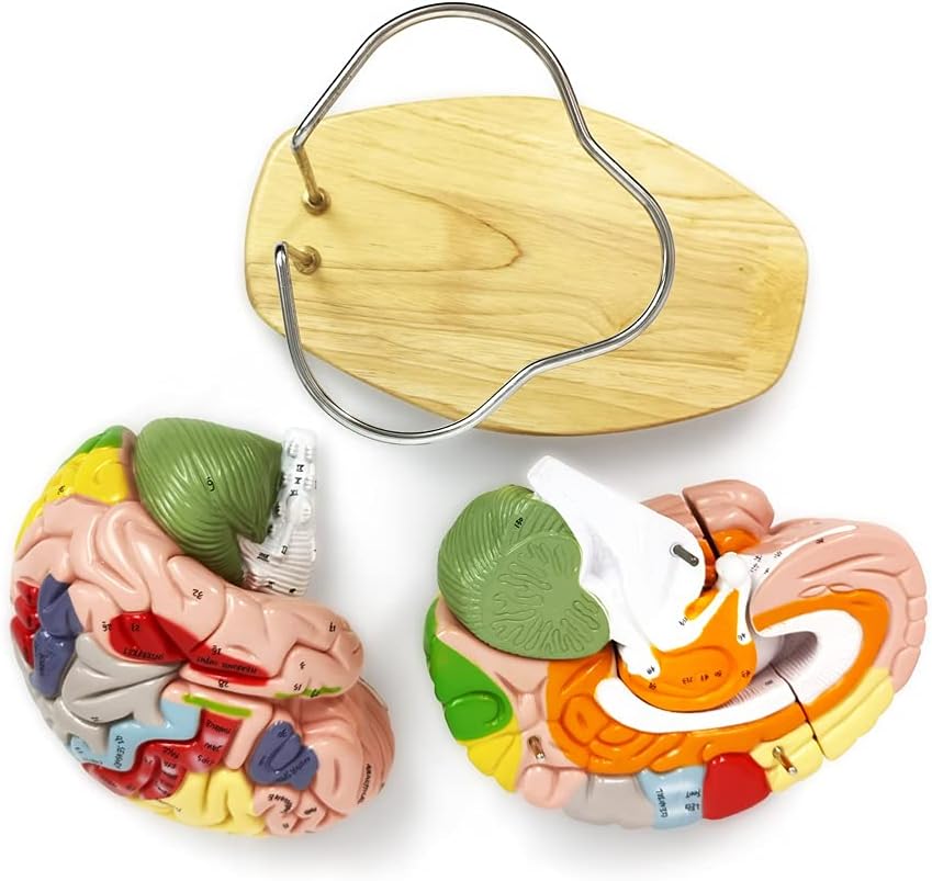 Evotech Scientific Deluxe Human Brain Model for Neuroscience 1.5 Times Life-Size 4-Part Brain with Manual