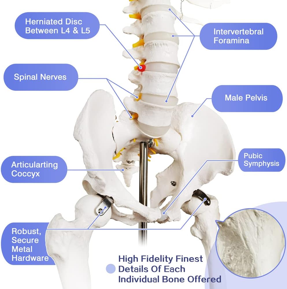 Medical Anatomical Human Skeleton Model with Nervous System 70.8 in Life Size with Rolling Stand