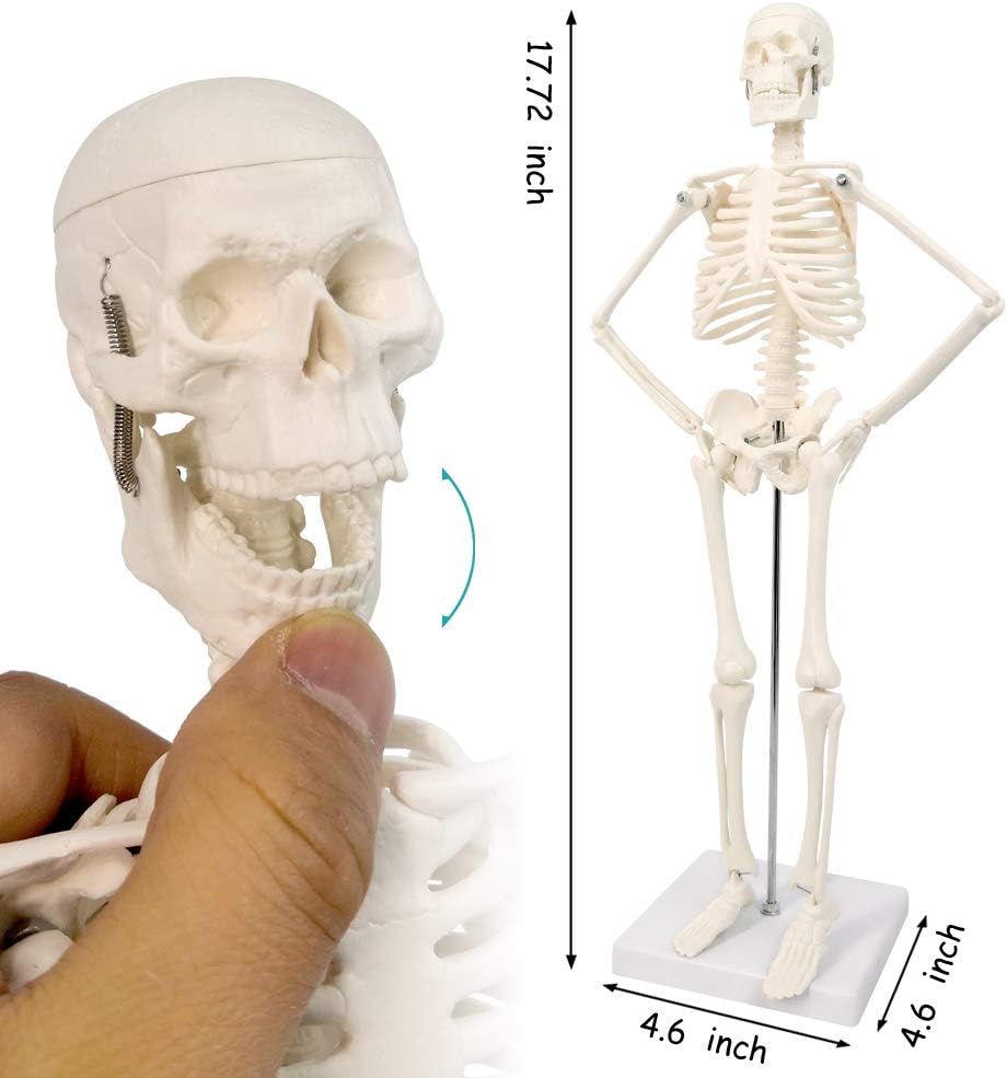 Evotech Scientific Mini Human Skeleton Model for Anatomy with Movable Arms and Legs