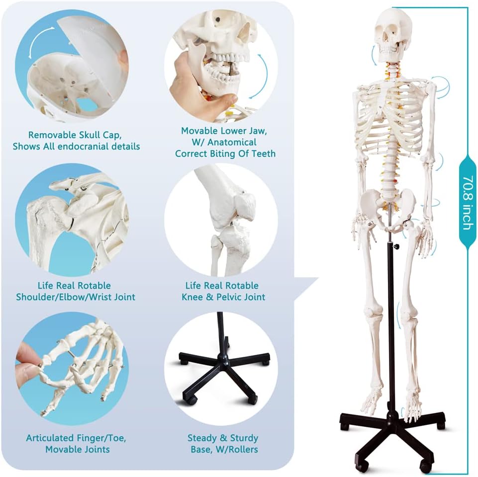 Medical Anatomical Human Skeleton Model with Nervous System 70.8 in Life Size with Rolling Stand