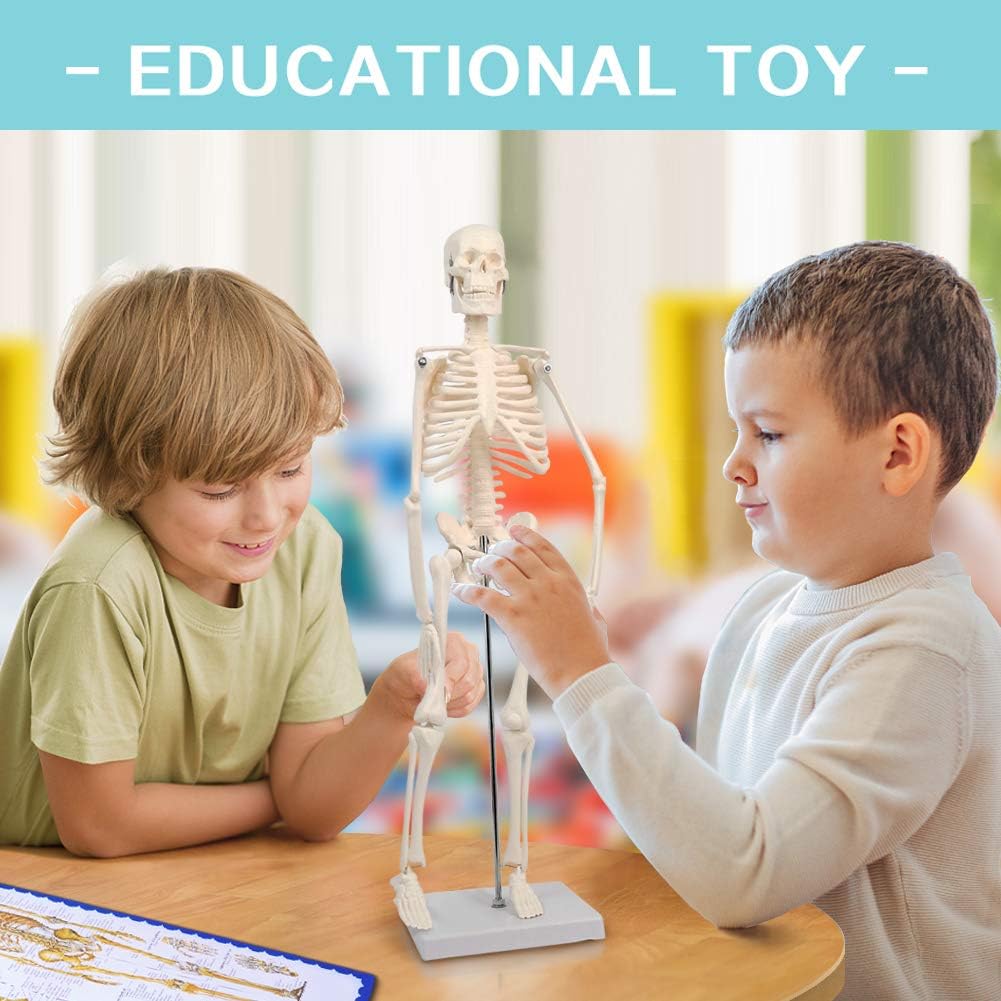 Evotech Scientific Mini Human Skeleton Model for Anatomy with Movable Arms and Legs