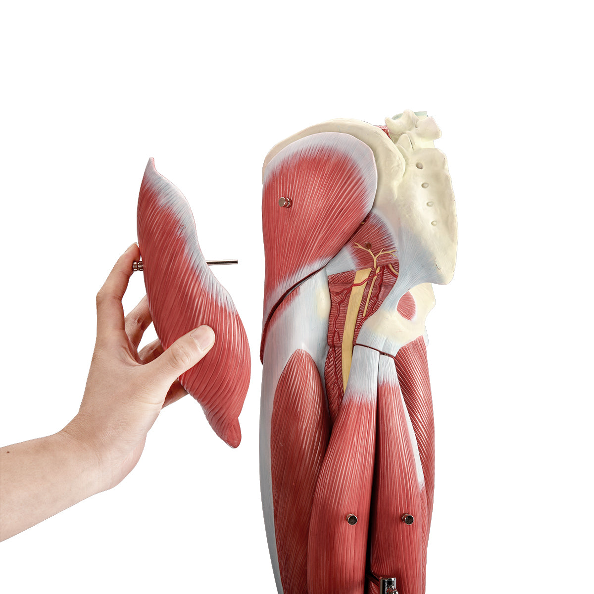 Evotech Scientific Human Muscular Leg with Detachable Muscles Anatomy Model, Life Size, 14 Parts