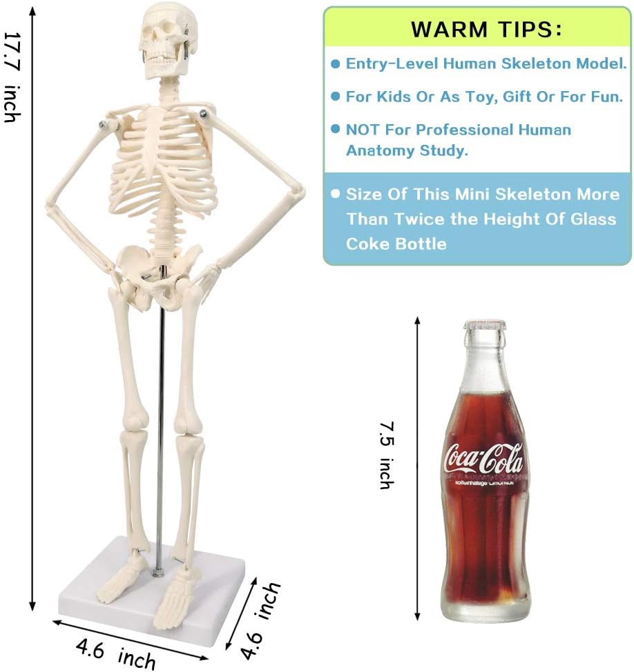 Evotech Scientific Mini Human Skeleton Model for Anatomy with Movable Arms and Legs