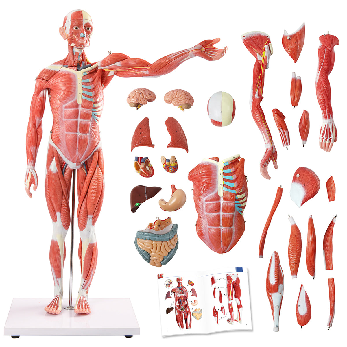 Evotech Scientific 85 cm Muscular Figure W/ Internal Organs, 1/2 Life Size, 27 Parts