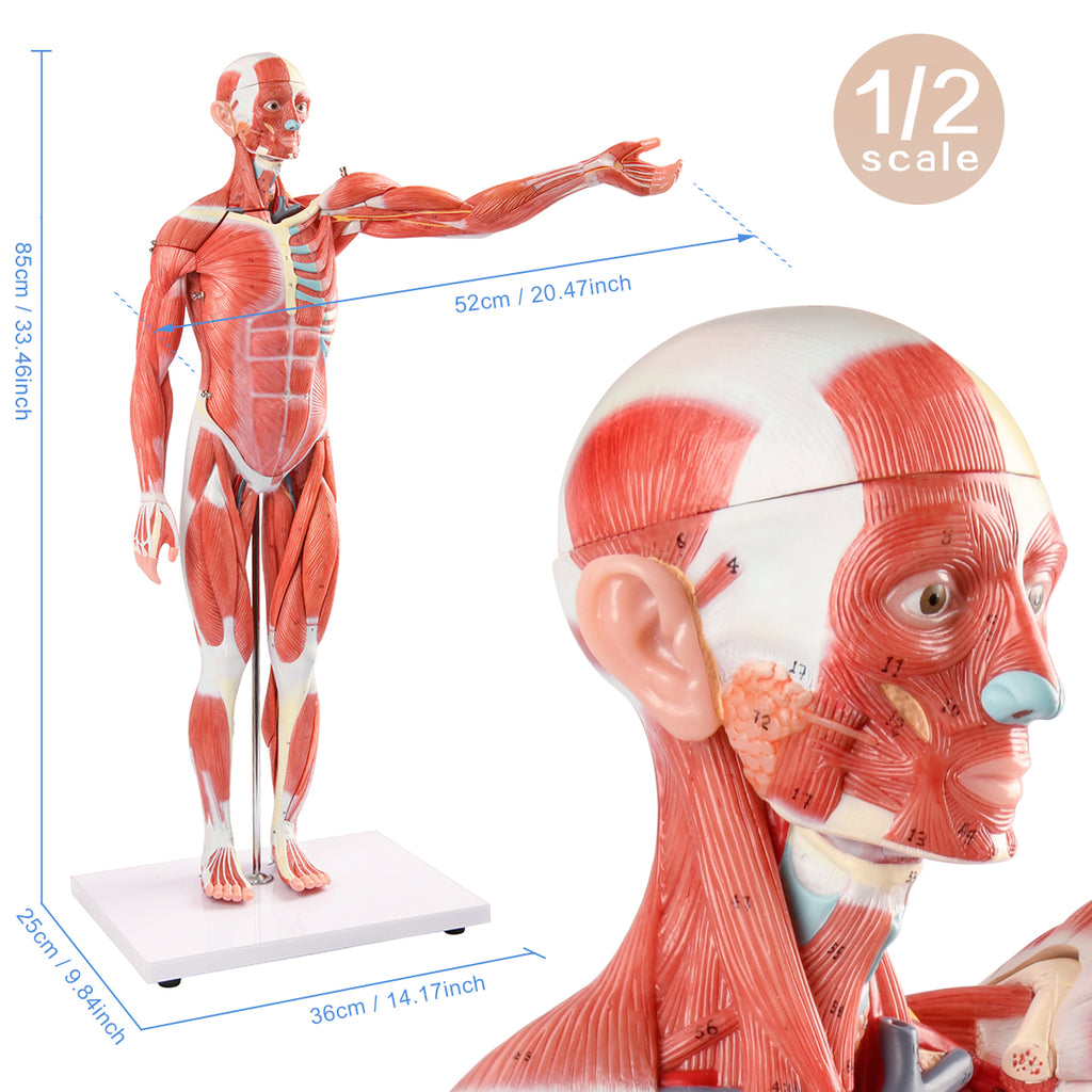 Evotech Scientific 85 cm Muscular Figure W/ Internal Organs, 1/2 Life Size, 27 Parts