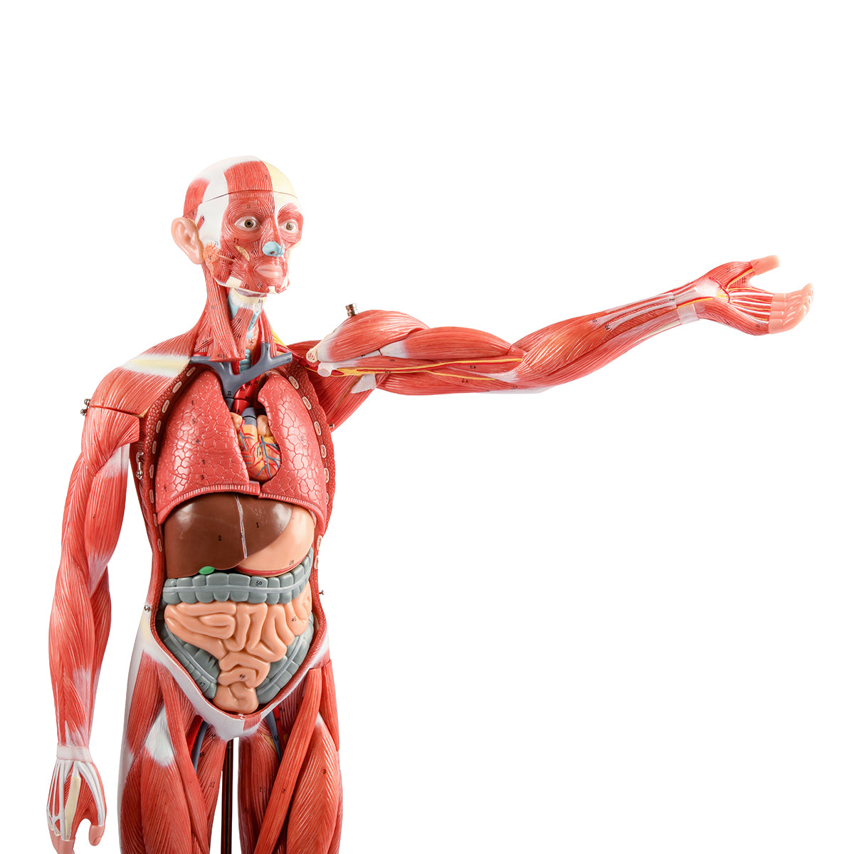 Evotech Scientific 85 cm Muscular Figure W/ Internal Organs, 1/2 Life Size, 27 Parts