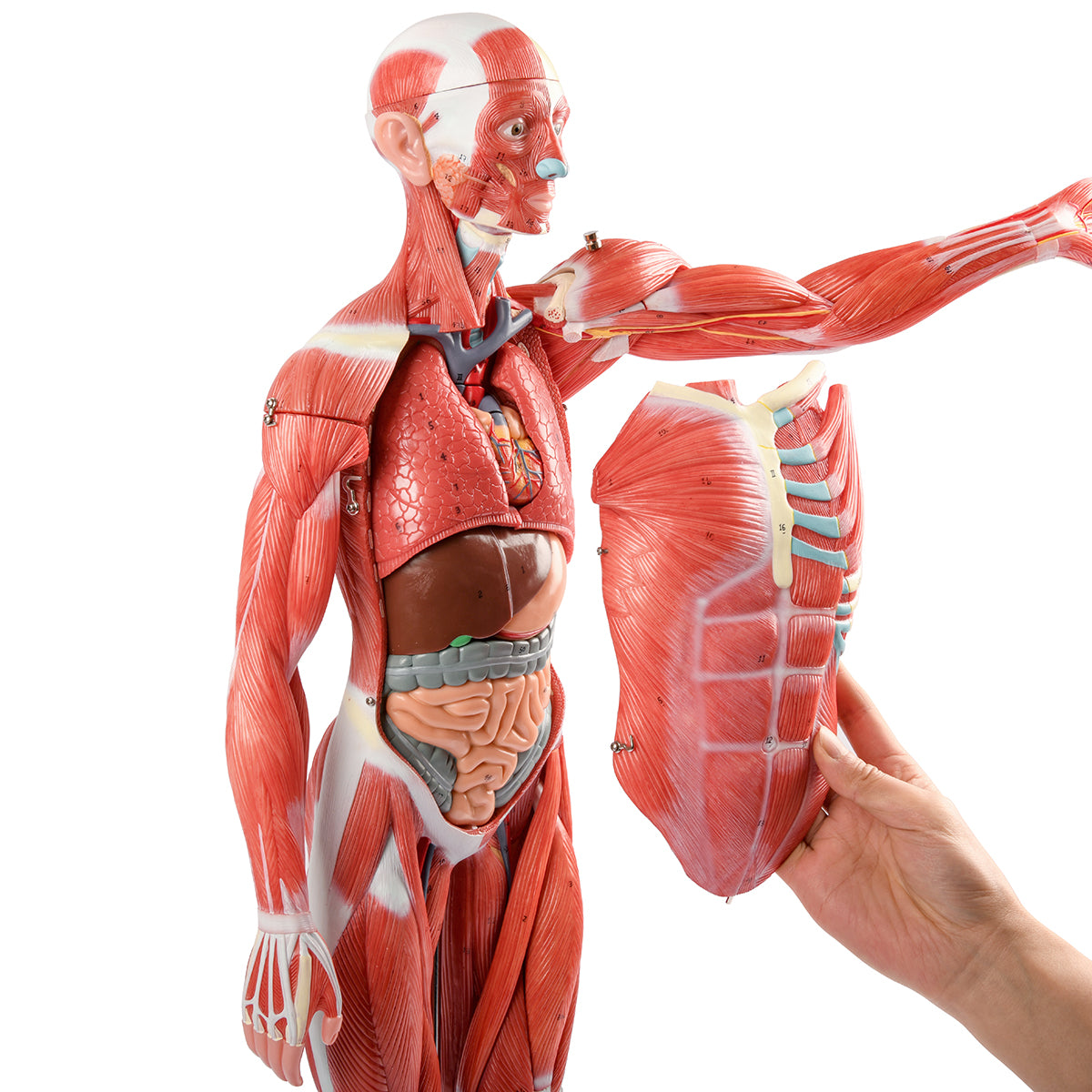 Evotech Scientific 85 cm Muscular Figure W/ Internal Organs, 1/2 Life Size, 27 Parts