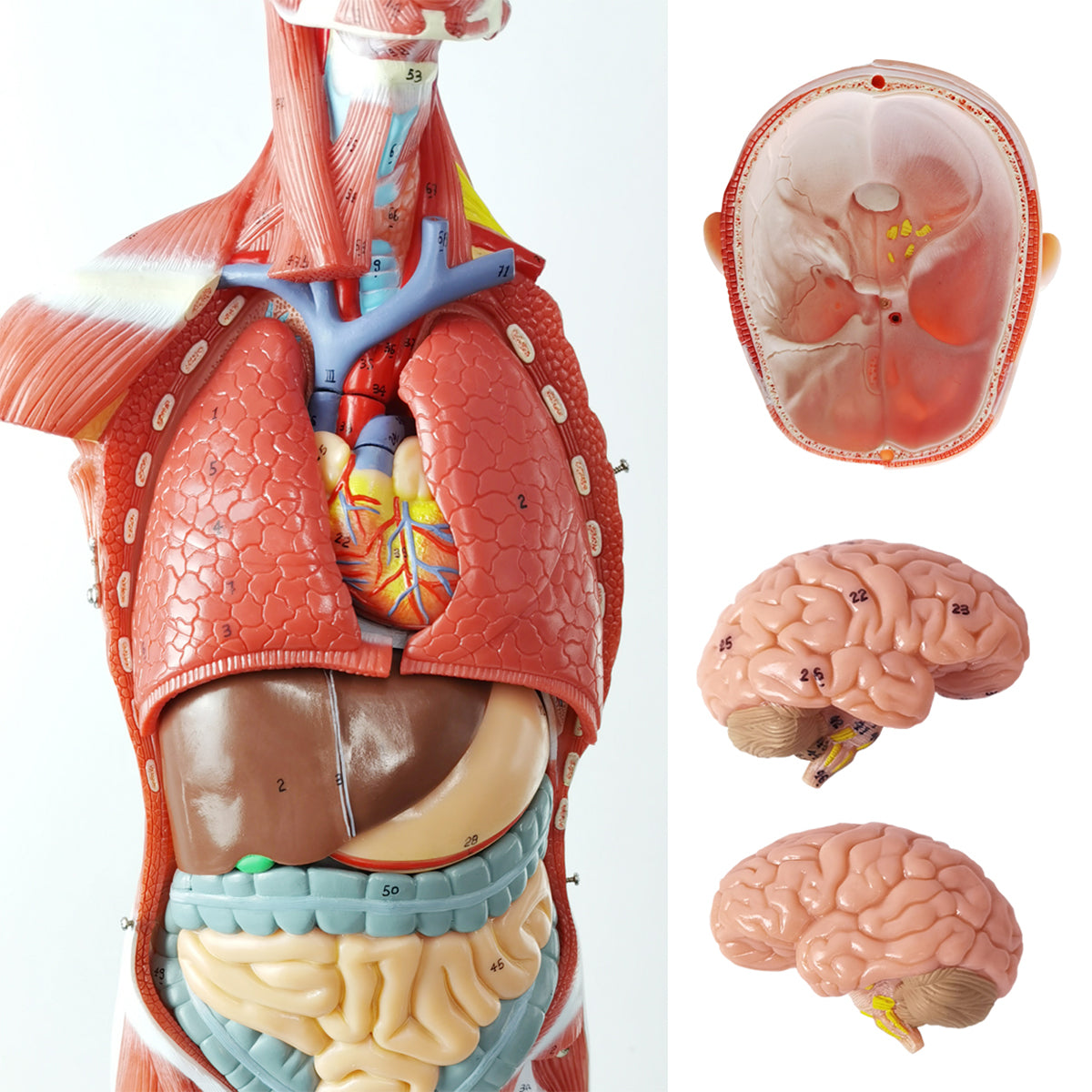 Evotech Scientific 85 cm Muscular Figure W/ Internal Organs, 1/2 Life Size, 27 Parts