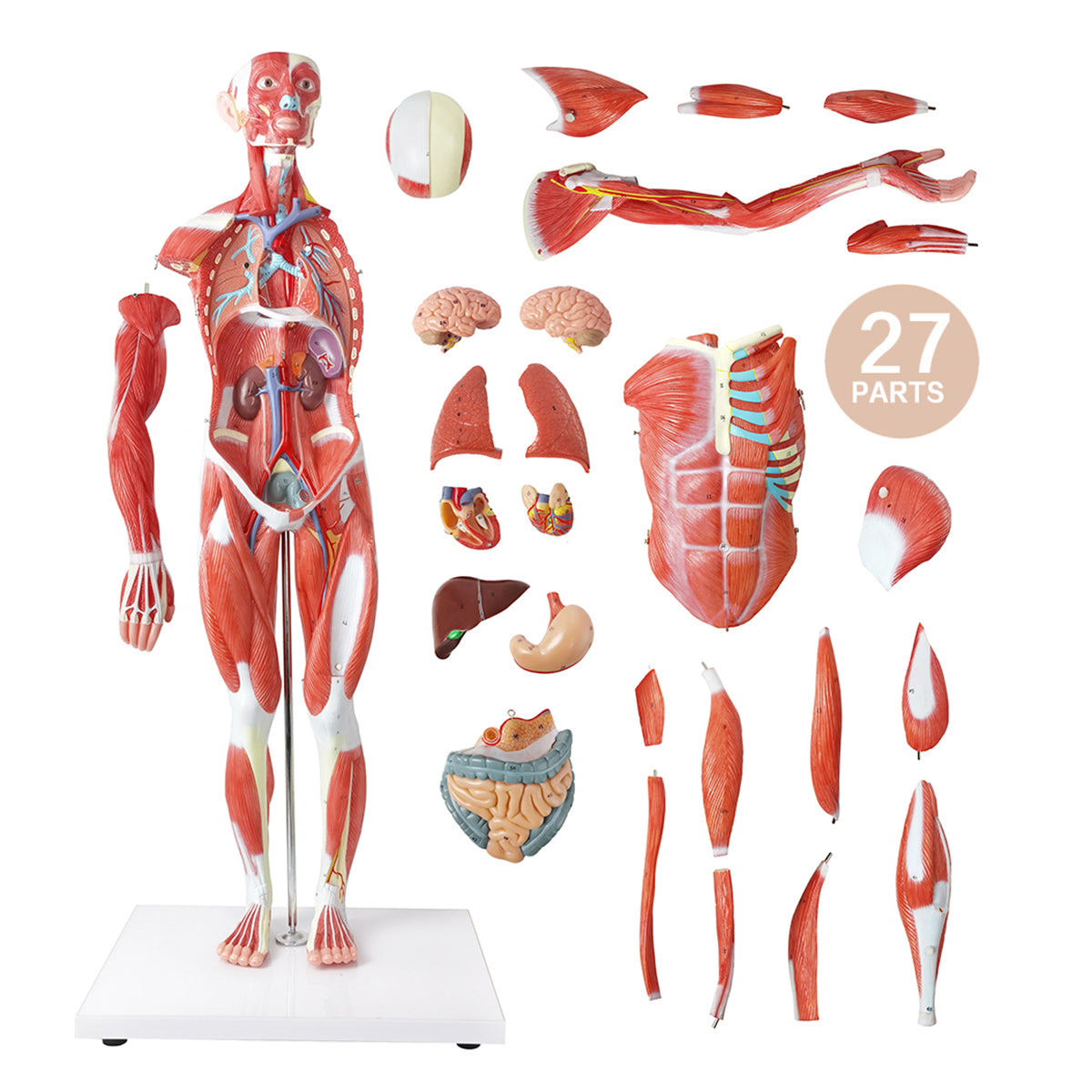 Evotech Scientific 85 cm Muscular Figure W/ Internal Organs, 1/2 Life Size, 27 Parts