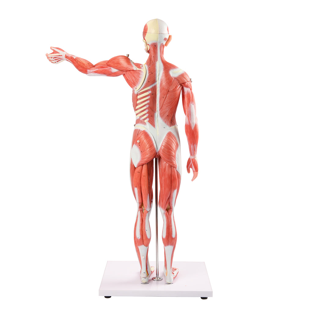 Evotech Scientific 85 cm Muscular Figure W/ Internal Organs, 1/2 Life Size, 27 Parts