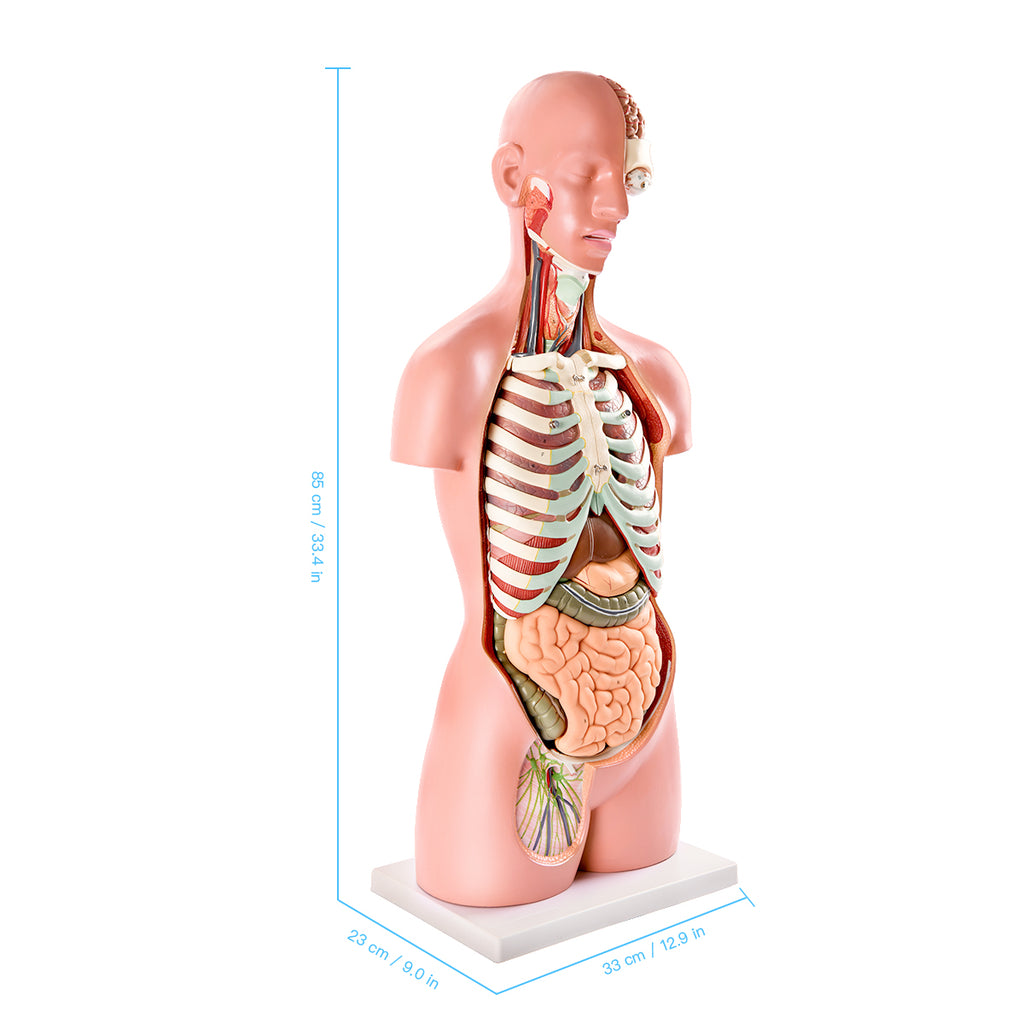 Evotech Scientific Premium Life-SizeTorso Unisex W/ Open Back, 85 cm, 17 Parts