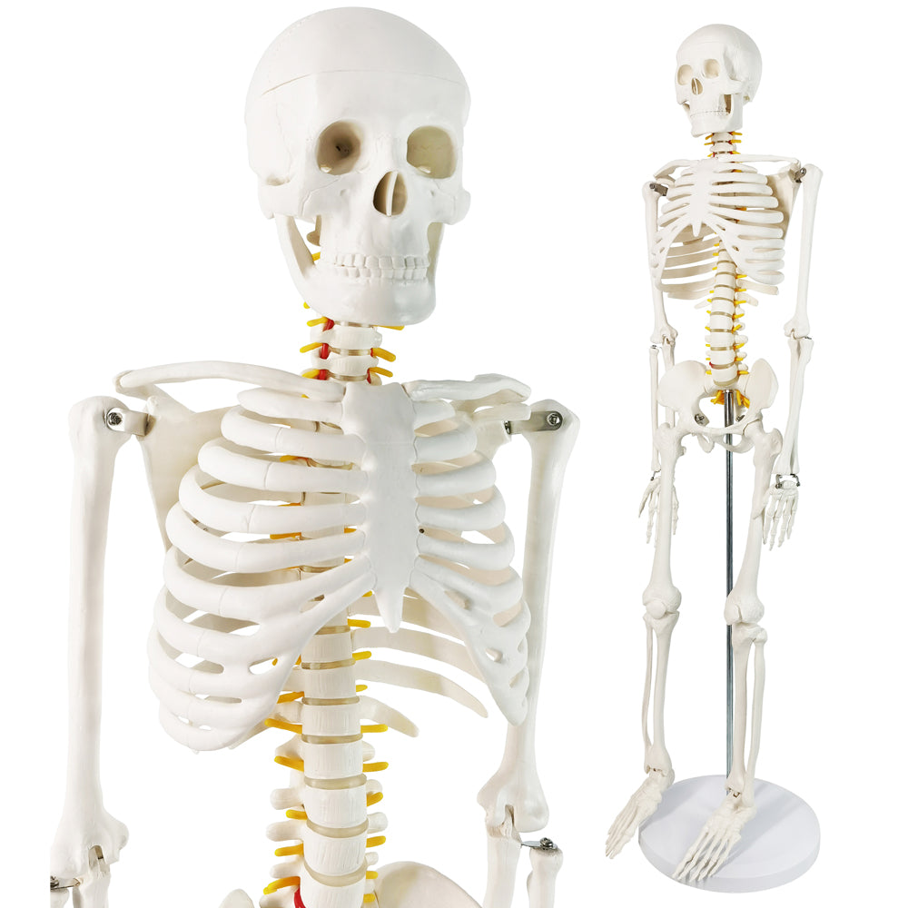 Evotech Scientific Desktop Human Skeleton W/ Nerves, 85 cm, 1/2 Life Size