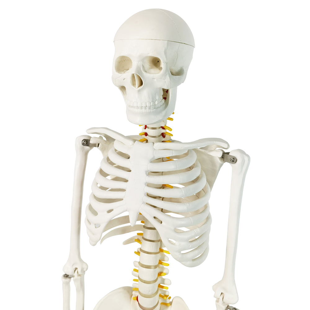 Evotech Scientific Desktop Human Skeleton W/ Nerves, 85 cm, 1/2 Life Size