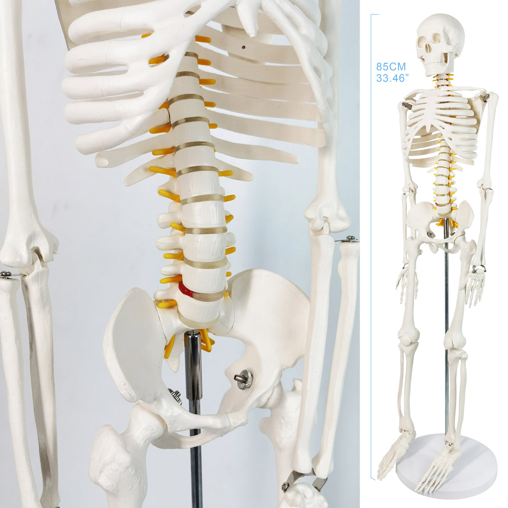Evotech Scientific Desktop Human Skeleton W/ Nerves, 85 cm, 1/2 Life Size