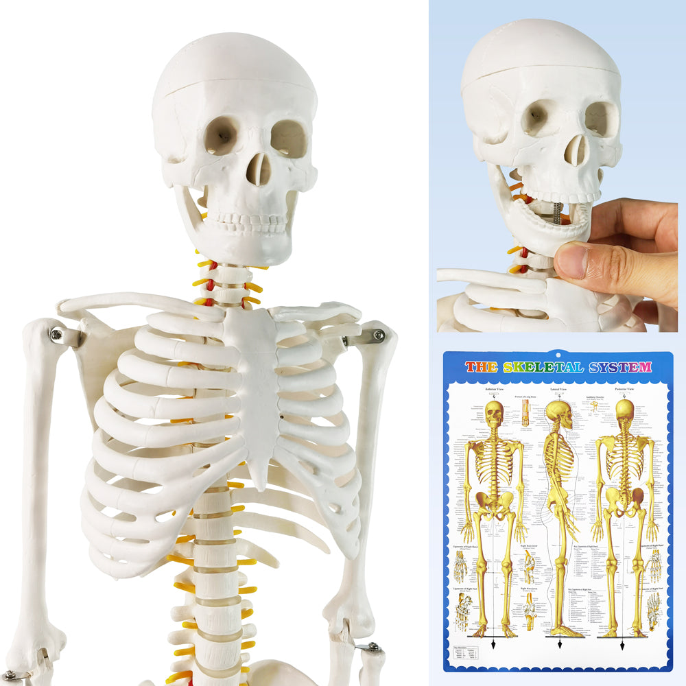 Evotech Scientific Desktop Human Skeleton W/ Nerves, 85 cm, 1/2 Life Size