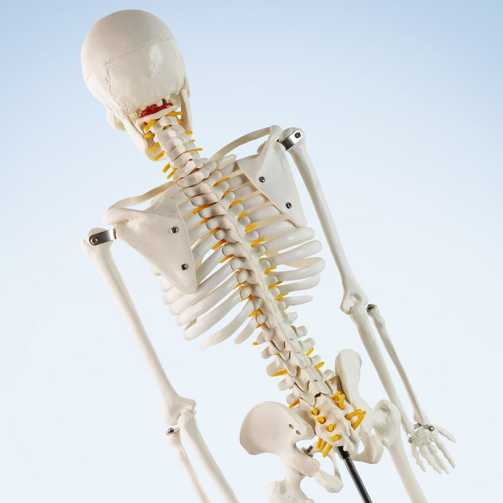 Evotech Scientific Desktop Human Skeleton W/ Nerves, 85 cm, 1/2 Life Size