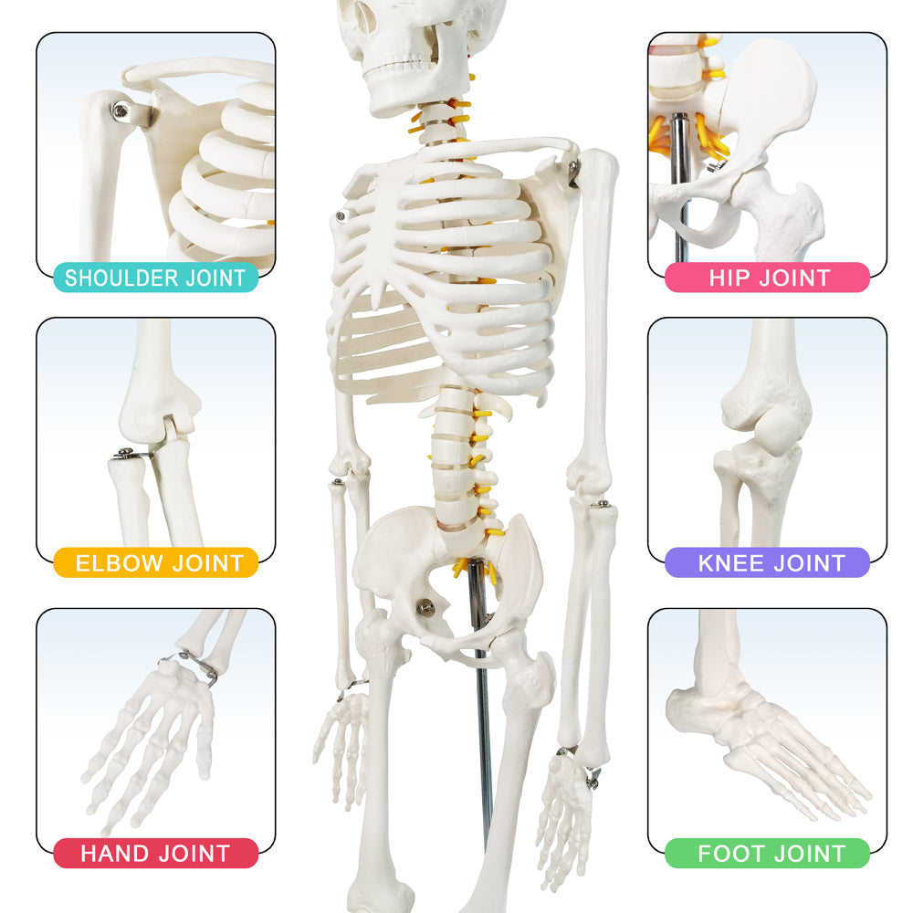 Evotech Scientific Desktop Human Skeleton W/ Nerves, 85 cm, 1/2 Life Size
