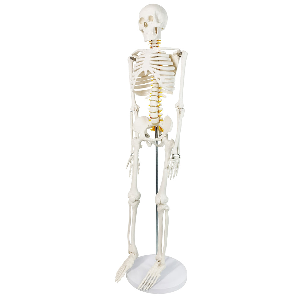 Evotech Scientific Desktop Human Skeleton W/ Nerves, 85 cm, 1/2 Life Size