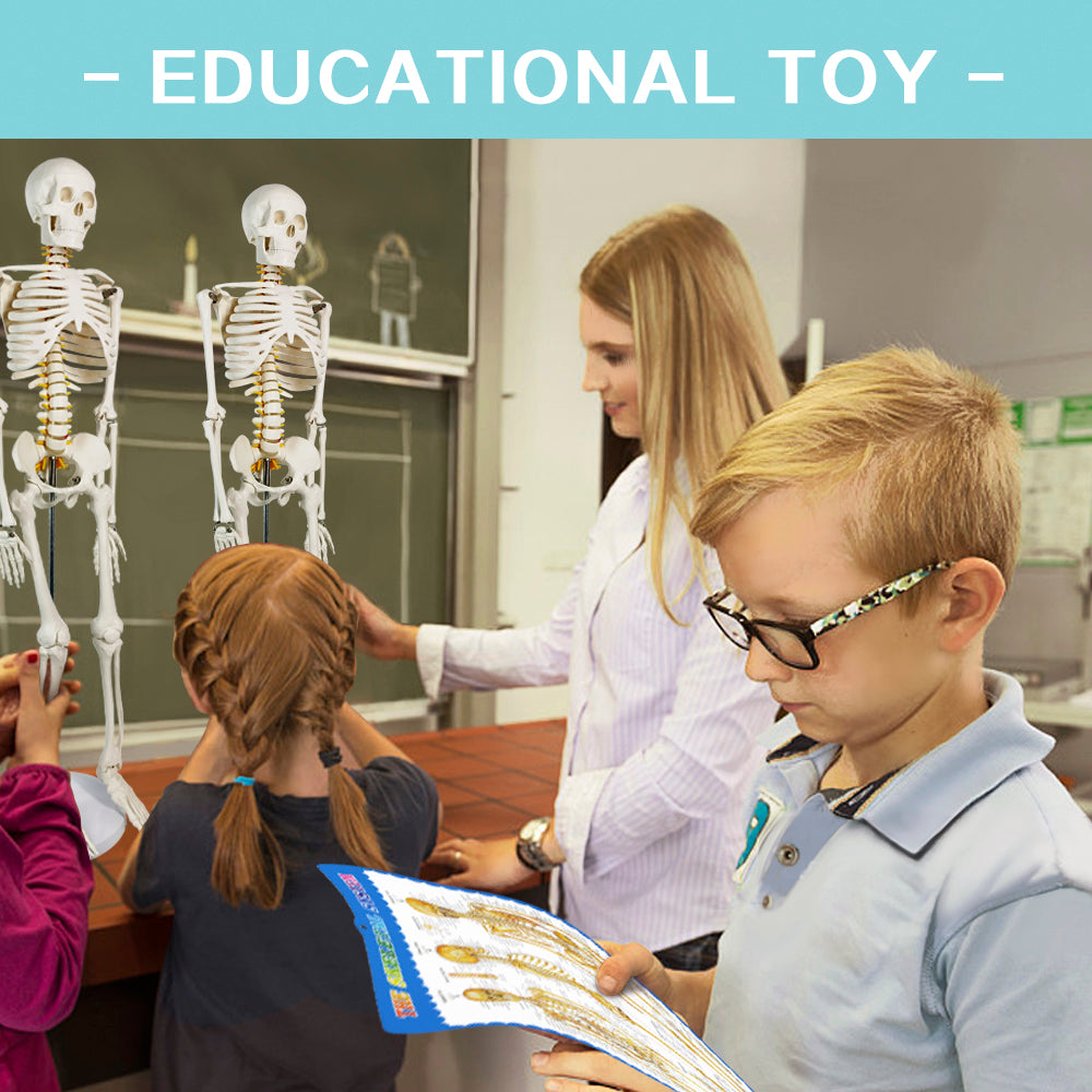 Evotech Scientific Desktop Human Skeleton W/ Nerves, 85 cm, 1/2 Life Size