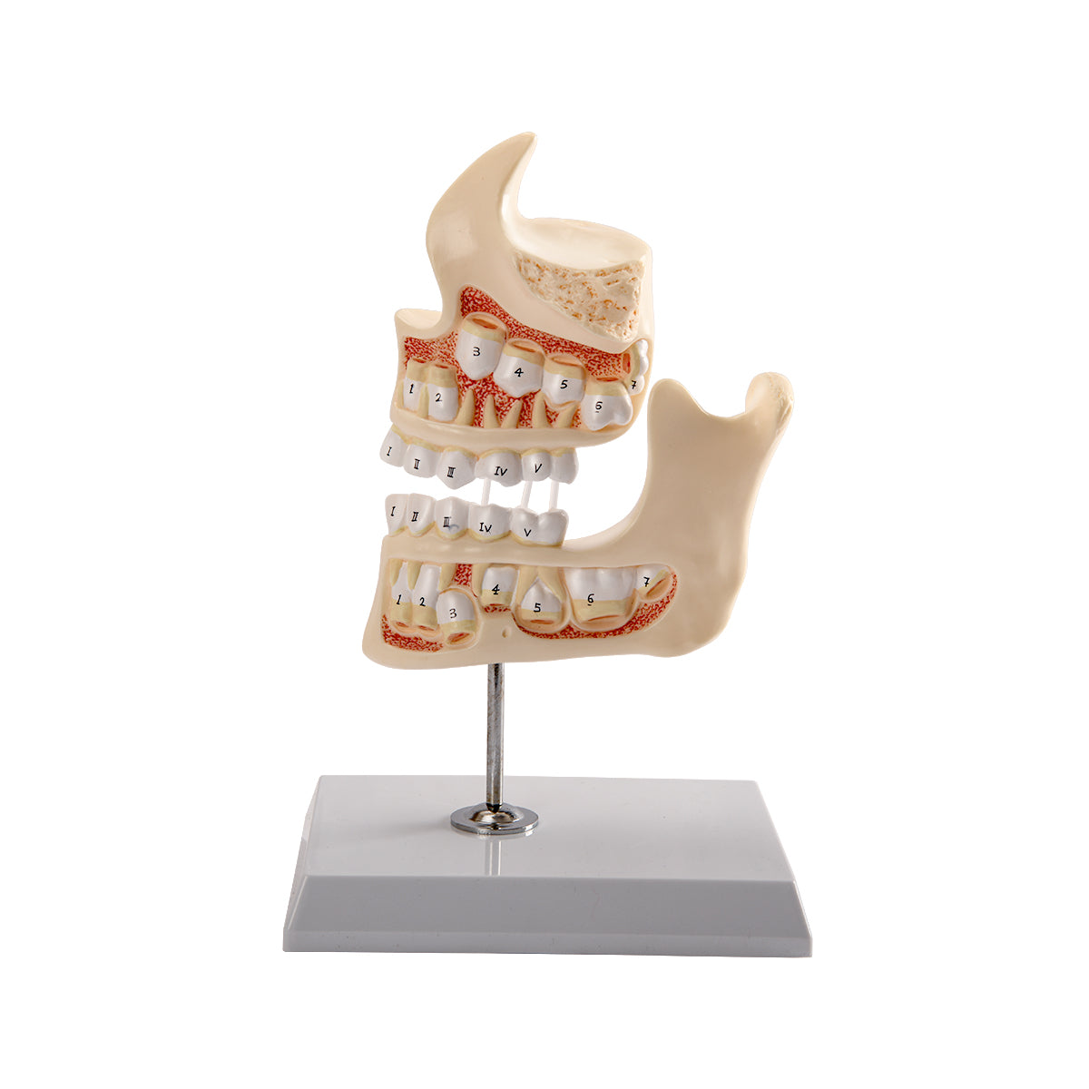 Evotech Scientific Development of a Set of Teeth, 4-Stage, Life Size, 4 Parts, on Base & Stand