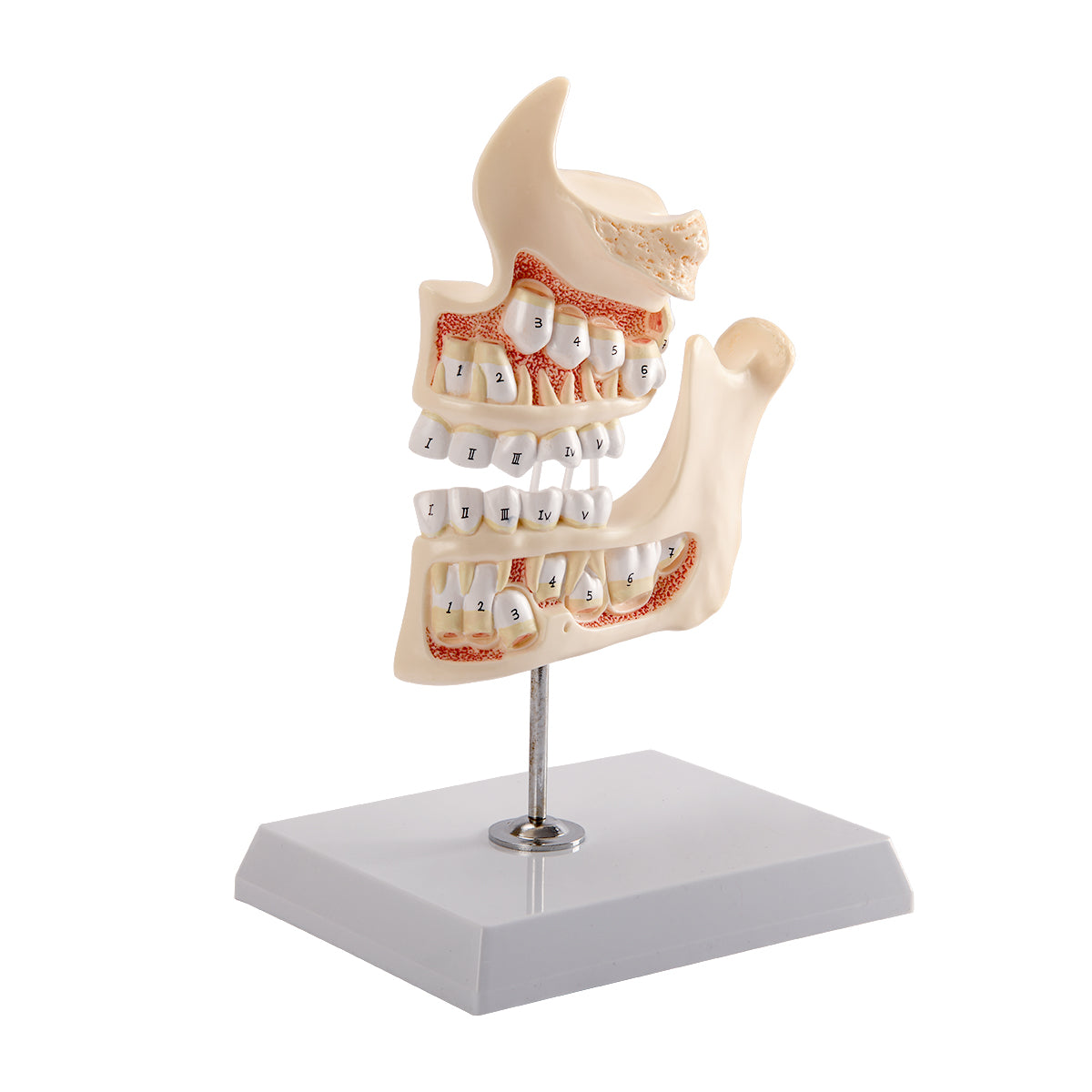 Evotech Scientific Development of a Set of Teeth, 4-Stage, Life Size, 4 Parts, on Base & Stand