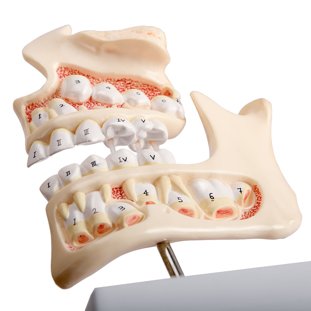 Evotech Scientific Development of a Set of Teeth, 4-Stage, Life Size, 4 Parts, on Base & Stand