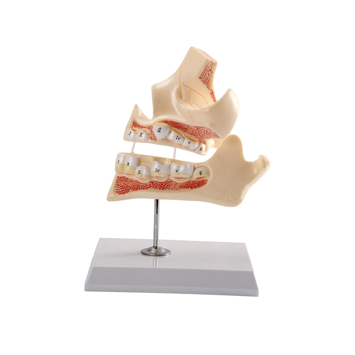 Evotech Scientific Development of a Set of Teeth, 4-Stage, Life Size, 4 Parts, on Base & Stand