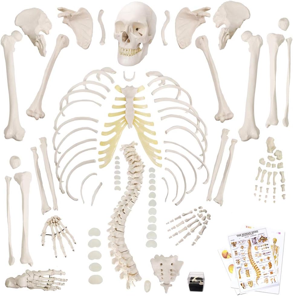 Disarticulated Full Size Male Skeleton Models for Anatomy with Poster,Skull, Bones, Articulated Hand & Foot
