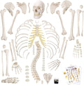 Disarticulated Full Size Male Skeleton Models for Anatomy with Poster,Skull, Bones, Articulated Hand & Foot