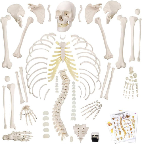 Disarticulated Full Size Male Skeleton Models for Anatomy with Poster,Skull, Bones, Articulated Hand & Foot