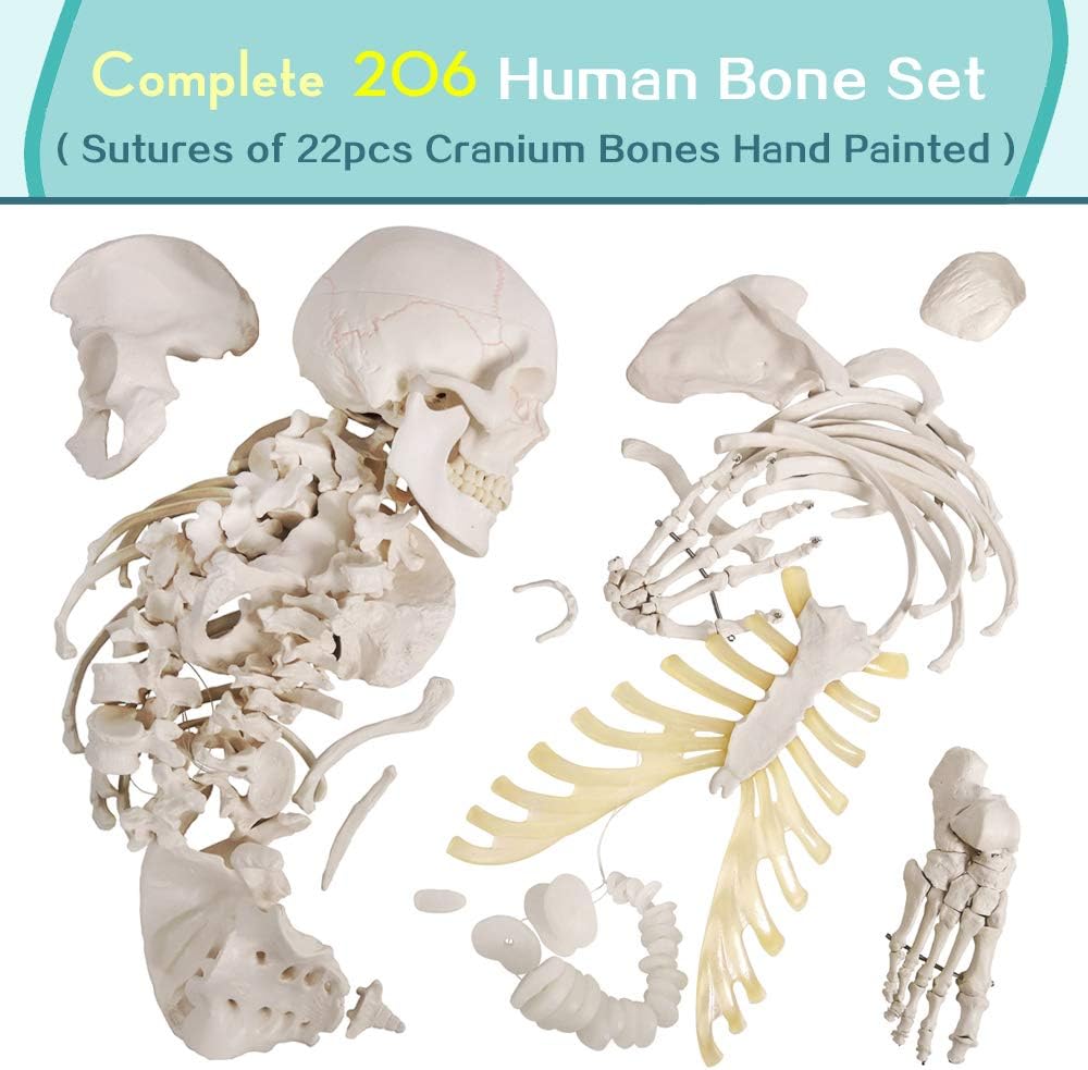 Disarticulated Full Size Male Skeleton Models for Anatomy with Poster,Skull, Bones, Articulated Hand & Foot