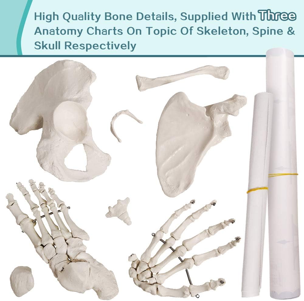 Disarticulated Full Size Male Skeleton Models for Anatomy with Poster,Skull, Bones, Articulated Hand & Foot