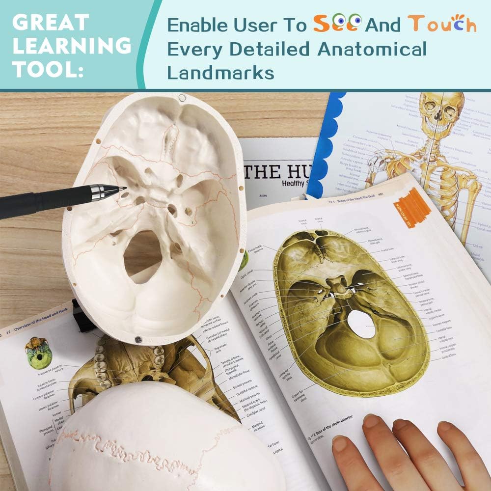 Disarticulated Full Size Male Skeleton Models for Anatomy with Poster,Skull, Bones, Articulated Hand & Foot
